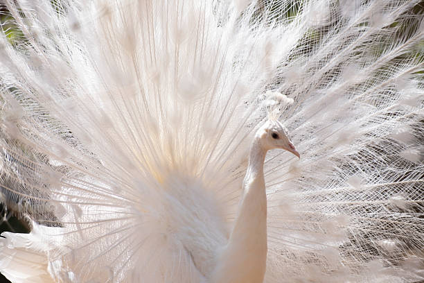 istock Majestic albino peacock displaying white feathers. 2228834637
