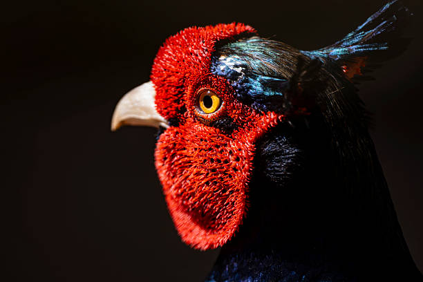 istock Colorful feather details of a common pheasant. 2228834802