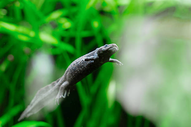 istock Black Aquatic Newt Swimming in Aquarium 2228835546