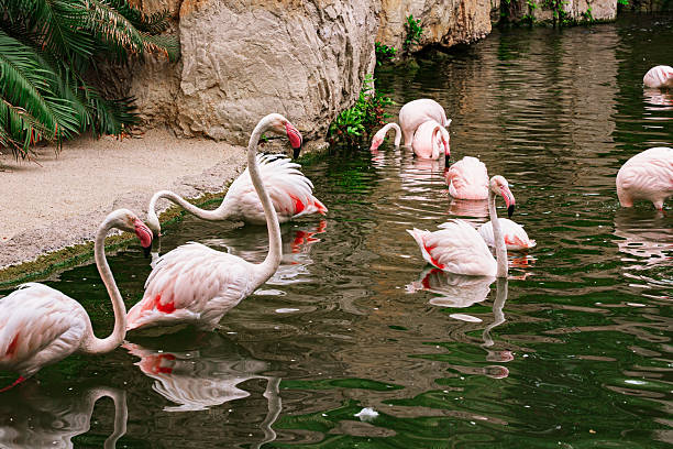 Beautiful pink flamingo in the foreground