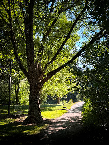 istock Tall trees in green parkland setting by a winding path 2228835783