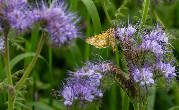 Silver-Y motha feedomg on a phacelia tanacetifolia a.k.a lacy phacelia, tansy-leaf phacelia, blue tansy, purple tansy, fiddleneck