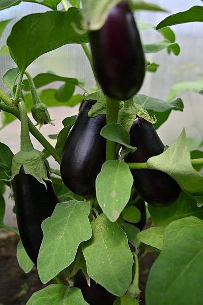 istock Dark purple eggplants on a bush in a vegetable garden. 2228838949