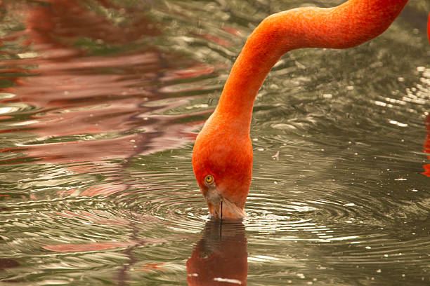 istock pink flamingo wading in a green pond 2228839934