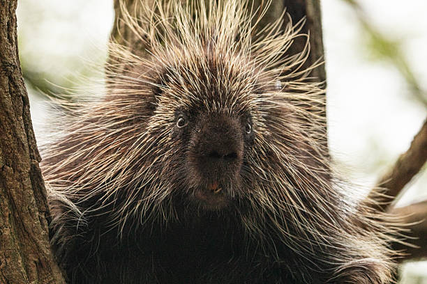 istock North American Porcupine Erethizon Dorsatum standing tree 2228840109