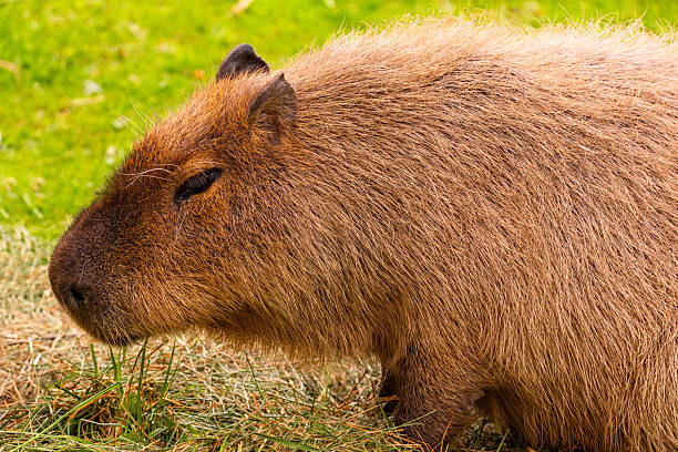 istock Capybara resting on grass, showcasing its unique features and natural habitat in a serene environment 2228840242