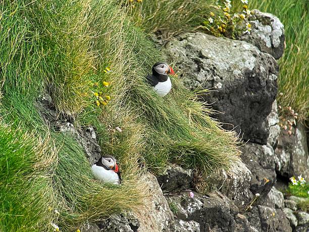 istock Puffins on Faroer 2228841703