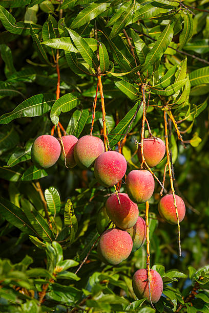 istock Tropical fruits - ripe mangoes growing on tree 2228841722