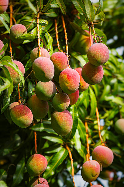 istock Tropical fruits - ripe mangoes growing on tree 2228841752