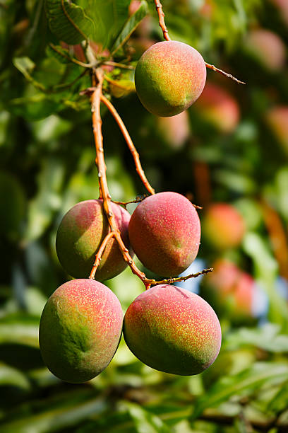 istock Tropical fruits - ripe mangoes growing on tree 2228841779