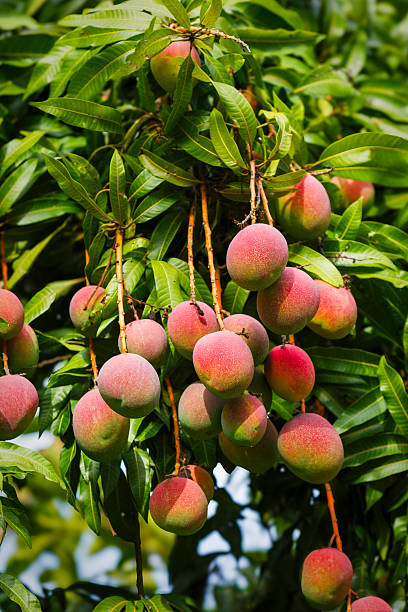 istock Tropical fruits - ripe mangoes growing on tree 2228841815