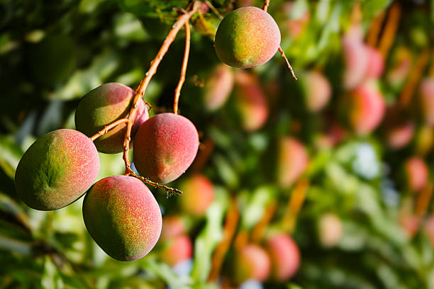istock Tropical fruits - ripe mangoes growing on tree 2228841921