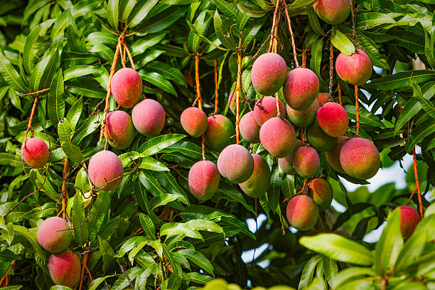 istock Tropical fruits - ripe mangoes growing on tree 2228841956