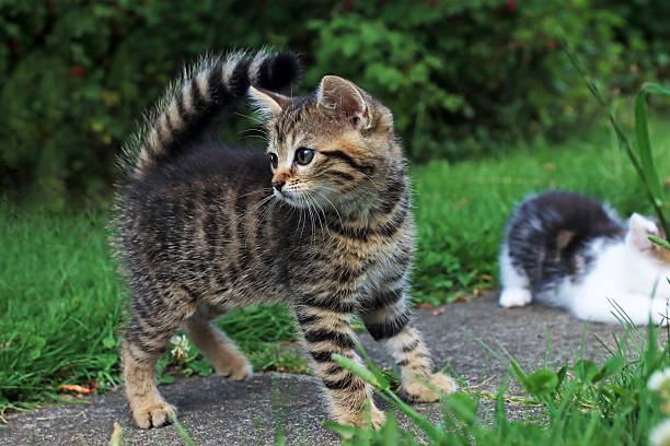 istock A baby cat with striped fur and a funny upright tail 2228842742