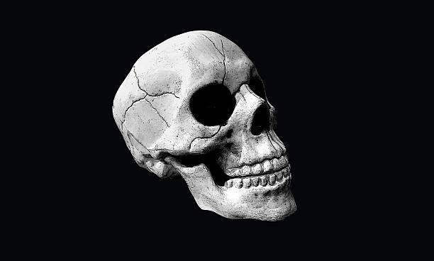 istock Skeleton Skull – Isolated Halloween Head with black background 2228842842