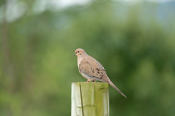 istock Mourning dove perched on a wooden post against a blurred green background. 2228844594