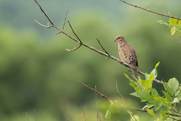 A mourning dove perched on a branch with a blurred green background in a serene outdoor setting.