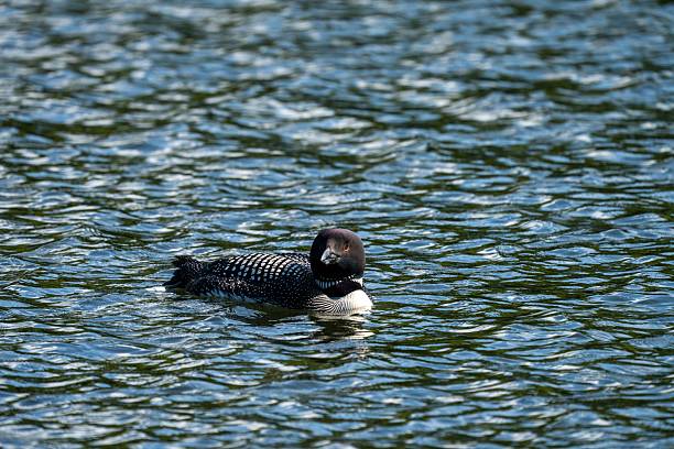 A common loon is swimming on a rippling lake surface under natural sunlight.