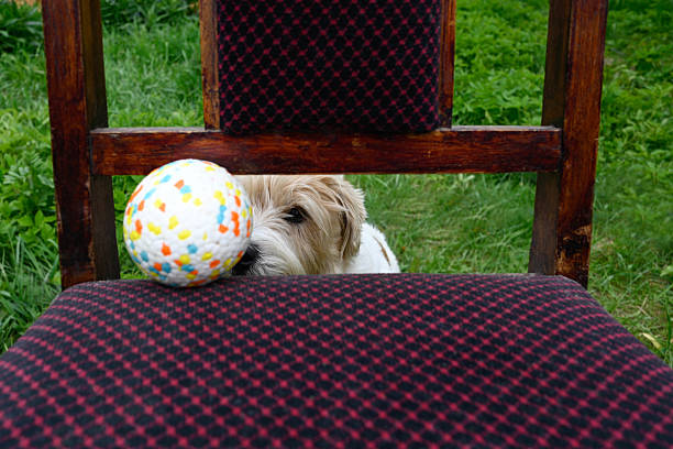 A playful Lhasa Apso dog jumps excitedly to catch a yellow ball near an old soccer goal in a vibrant green field, enjoying a cheerful day outdoors.