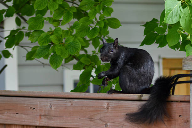 istock Black squirrel on a fence in summer 2228844849