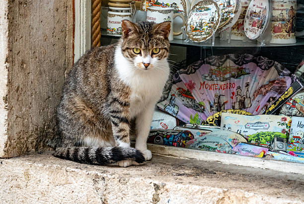Tabby Cat in front of a gift shop window showing souvenirs in Kotor Old Town, Montenegro. Kotor Old Town is known for its large population of stray and semi-domesticated cats, which roam freely through the medieval streets, alleys, and fortifications. Historically, cats were valued in Kotor as pest controllers on ships and in the walled city, protecting goods from rodents in this former Venetian trading port. Over time, they became a beloved part of local culture. Today, many cats are fed by residents and visitors, and some have makeshift shelters or feeding stations maintained by volunteers. The town even has a small Cats Museum (Museo del Gatto), dedicated to feline art, postcards, and memorabilia.
