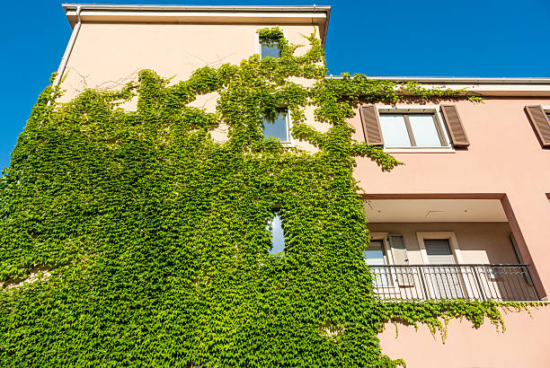 The City of Paris France on October 24, 2023:  Rustic vine covered apartments set against the deep blue sky in the Montmartre district of Paris France