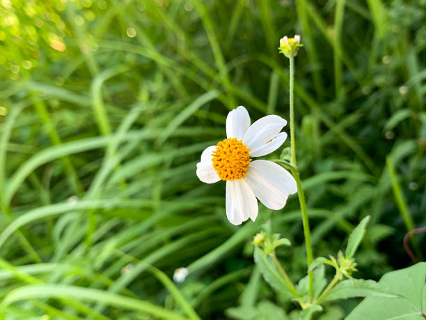 A close up of a beautiful bidens pilosa flower, also known as spanish needle or beggar ticks. Delicate white petals with a bright yellow center, captured in natural.