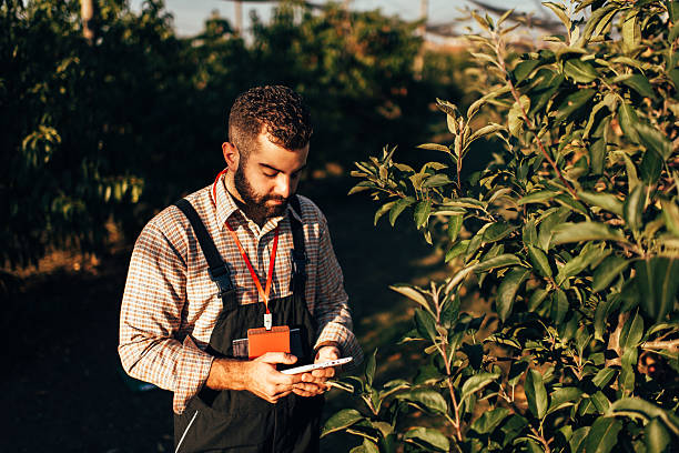 istock Farmer using digital tablet in apple orchard at sunset 2228846261