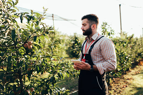 istock Farmer examining apple orchard with digital tablet for precision agriculture 2228846265