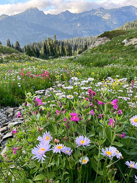istock A meadow of wildflowers 2228846273