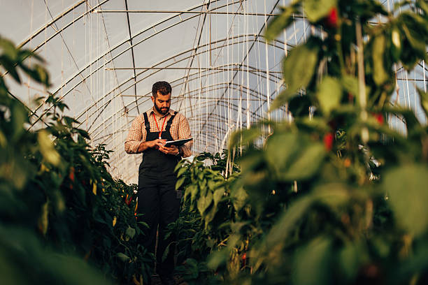 istock Farmer using digital tablet in greenhouse, checking chili pepper plants 2228846327