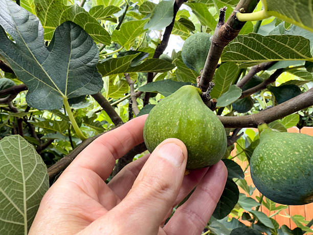 istock Close up male hand testing if dessert king fig is ready 2228847316