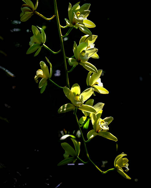 Southern California, USA - May 9, 2025: A close view of a sunlit yellow Cymbidium Fifi orchid cluster in a shaded garden with black background.