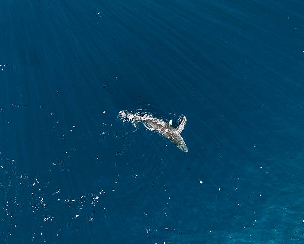 Humpback whale surfaces in the deep blue ocean off Moorea Island, Polynesia.