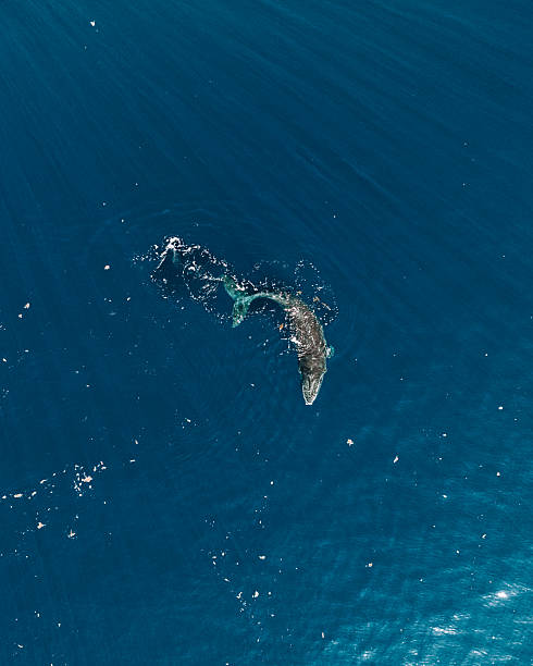 istock Humpback whale surfaces in the deep blue ocean off Moorea Island, Polynesia. 2228847874