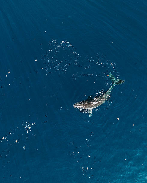 istock Humpback whale surfaces in the deep blue ocean off Moorea Island, Polynesia. 2228847876
