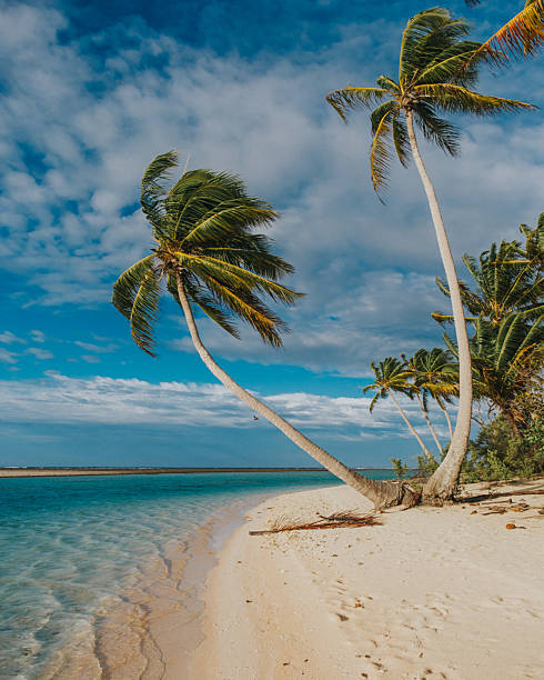 Wind-swept coconut palms on sandy beach, Tikehau Island, French Polynesia.
