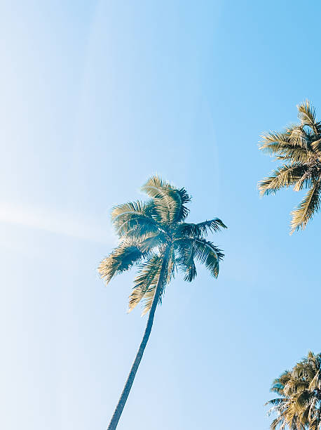 istock Tall coconut palm trees under clear blue sky on Moorea Island, Polynesia. 2228849541