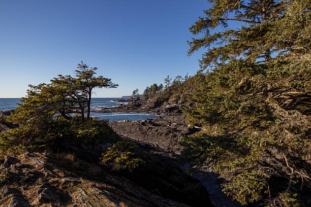 istock Rugged coast of Vancouver Island 2228849816
