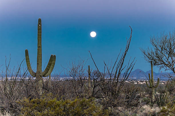 istock Saguaro National Park Arizona 2228850185