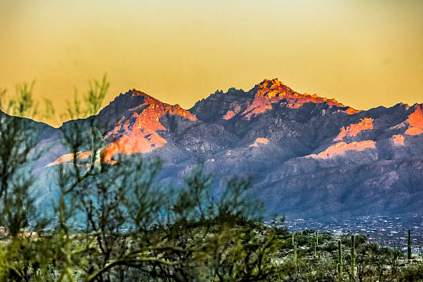 Pima County Arizona USA March 28, 2021 Saguaro NP a 92,000-acre park consists of Tucson Mountain District  west  and Rincon