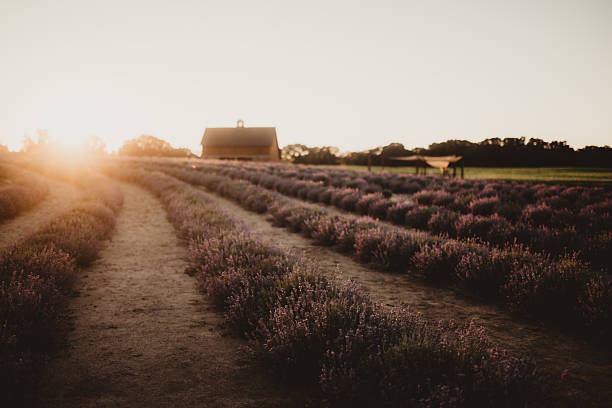 Lavender farm with fields of rows of flowers at sunset