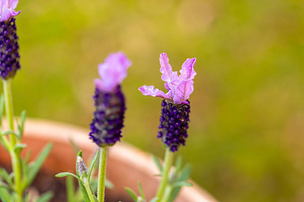 Closeup beautiful purple French Levander Lavandula Dentata, background with copy space, full frame horizontal composition