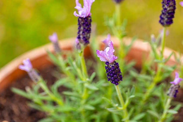 Closeup beautiful purple French Levander Lavandula Dentata, background with copy space, full frame horizontal composition