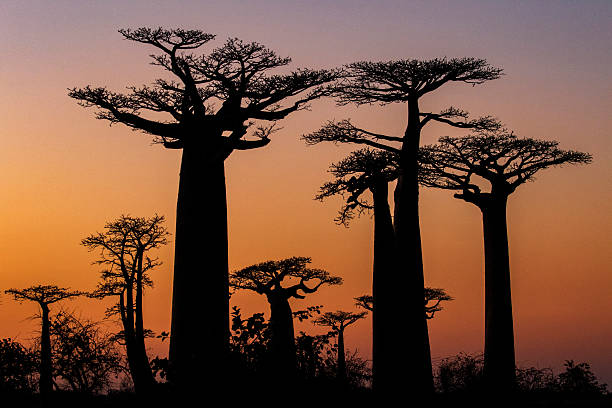istock Avenue of the Baobabs Madagascar 2228857476