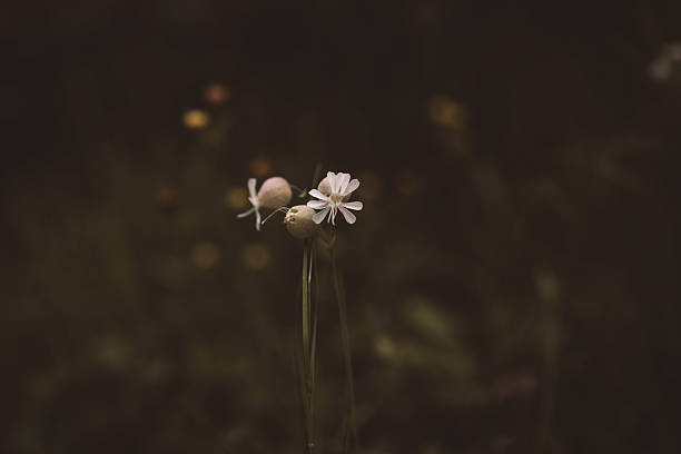 istock Silene Vulgaris flower 2228858329