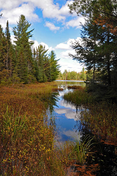istock Woodland scene in Ontario's Algonquin Provincial Park 2228858371