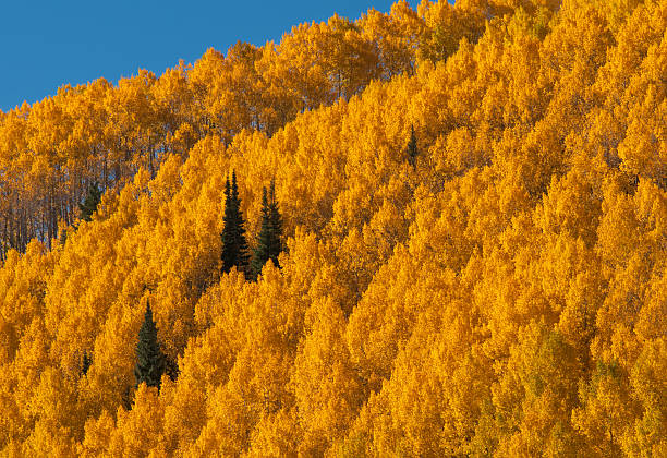 A mountainside in Colorado completely covered with golden-leafed aspen trees in autumn.