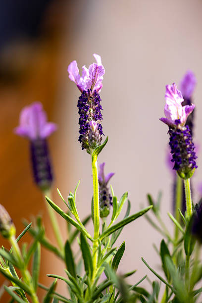 istock Closeup beuatiful Fren Levander Lavandula Dentata, background with copy space 2228860529