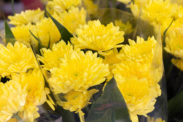 Yellow chrysanthemums blooming closely together, forming a dense and cheerful floral carpet. Nature's vibrant display